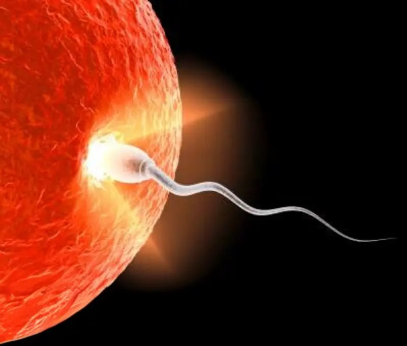 Sperm Fertilizing an Egg